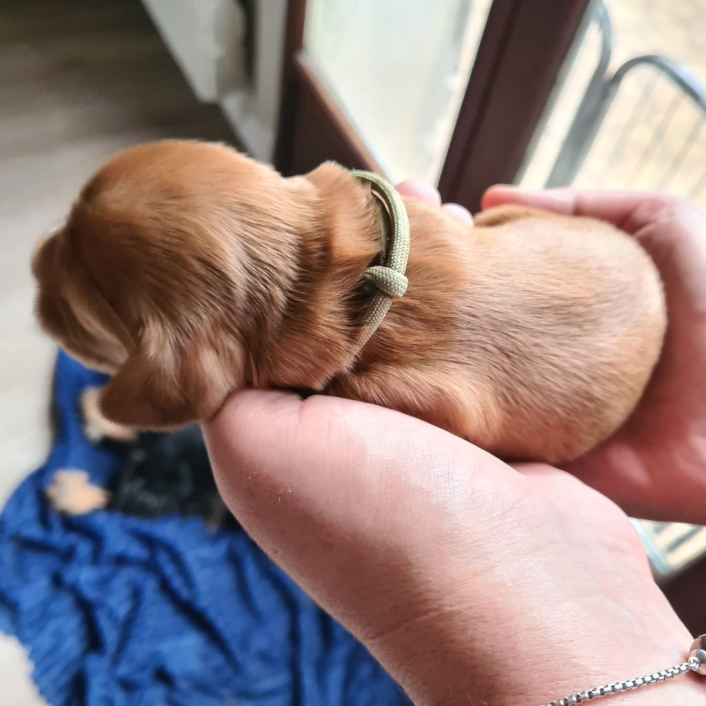 Du Val De Ligéris - Chiot disponible  - Cocker Spaniel Anglais