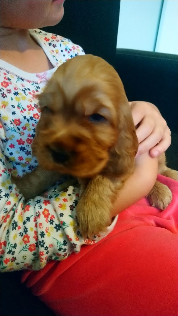 Bébés de Nala