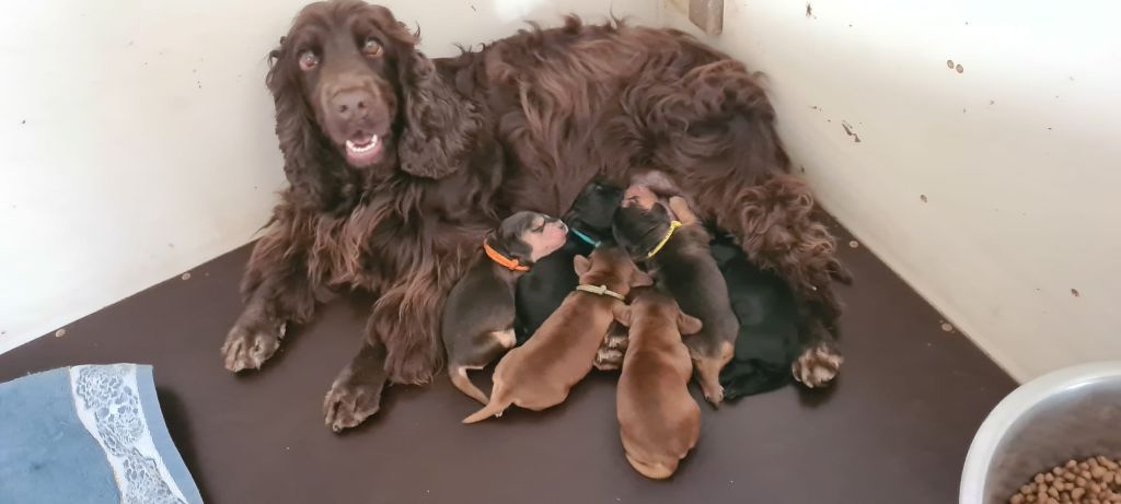Chiot Cocker Spaniel Anglais Du Val De Ligéris