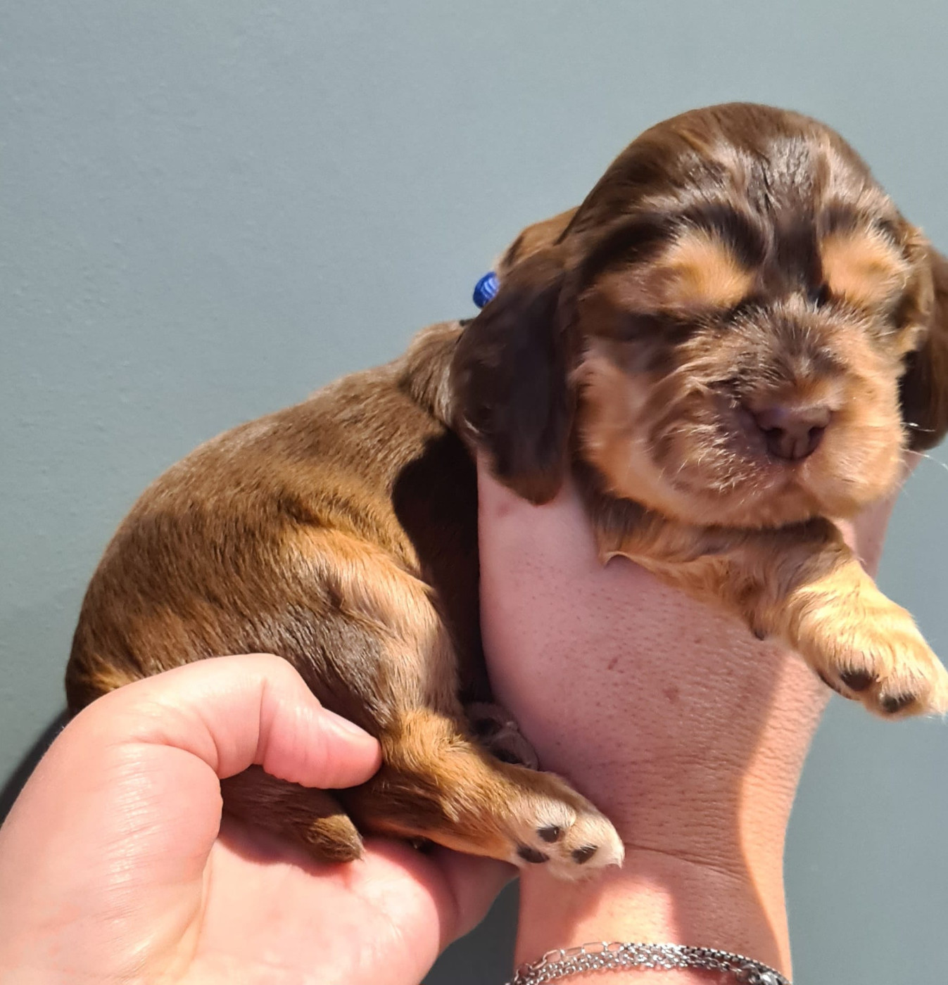 Du Val De Ligéris - Chiots disponibles - Cocker Spaniel Anglais