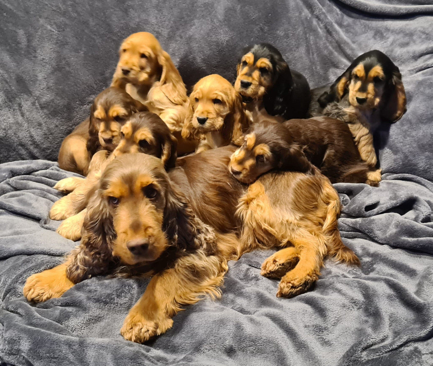 Du Val De Ligéris - Cocker Spaniel Anglais - Portée née le 05/11/2025