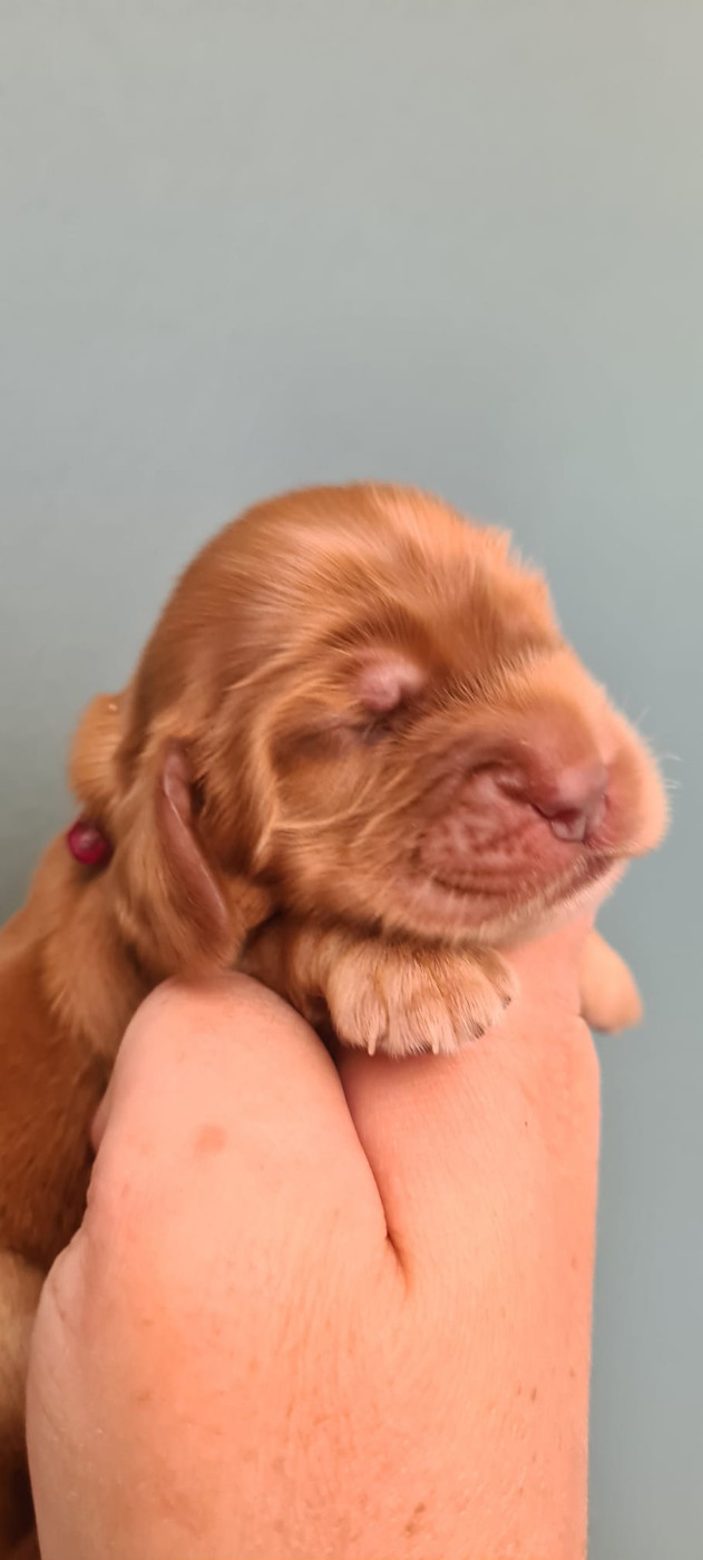 Du Val De Ligéris - Chiots disponibles - Cocker Spaniel Anglais