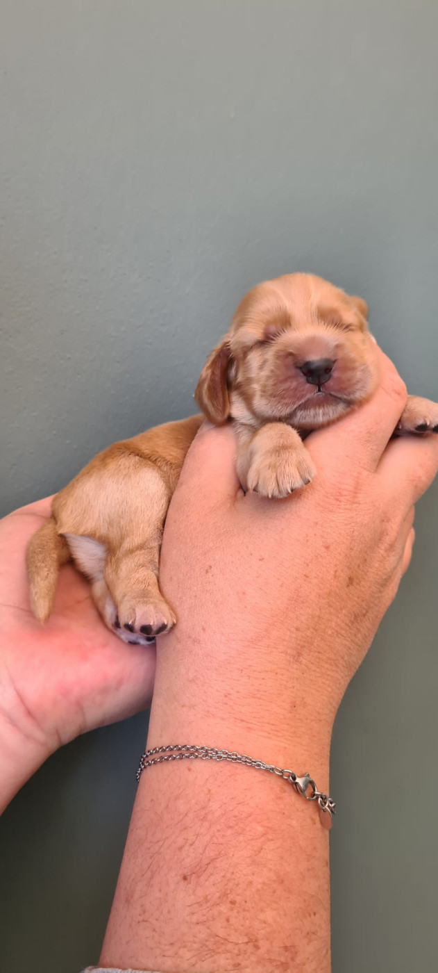 Du Val De Ligéris - Chiots disponibles - Cocker Spaniel Anglais