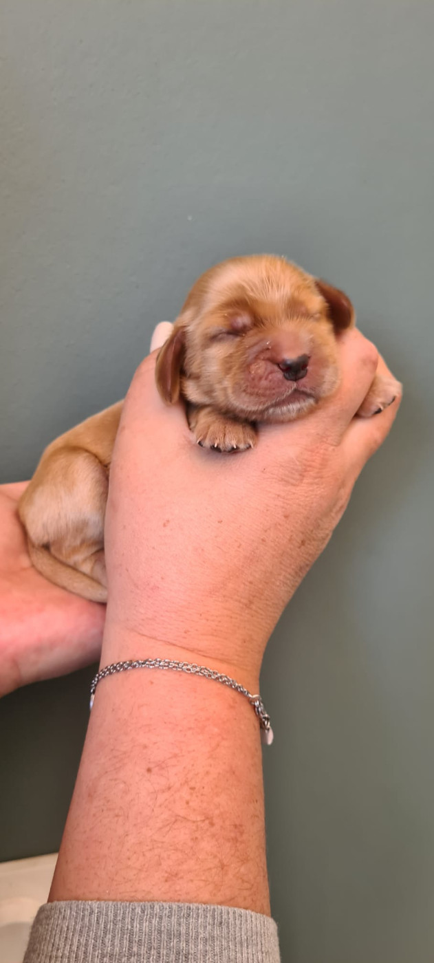 Du Val De Ligéris - Chiots disponibles - Cocker Spaniel Anglais
