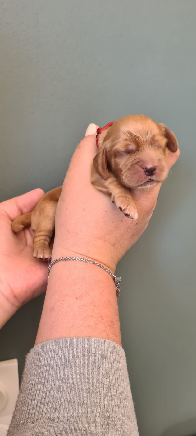 Du Val De Ligéris - Chiots disponibles - Cocker Spaniel Anglais