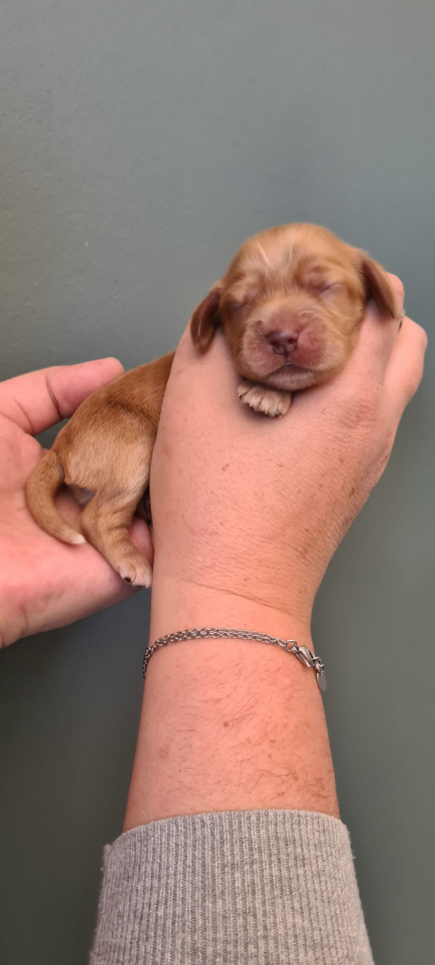 Du Val De Ligéris - Chiots disponibles - Cocker Spaniel Anglais