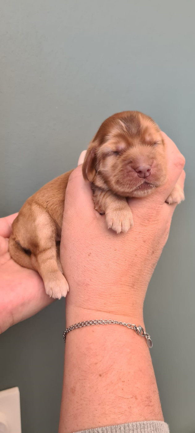 Du Val De Ligéris - Chiots disponibles - Cocker Spaniel Anglais