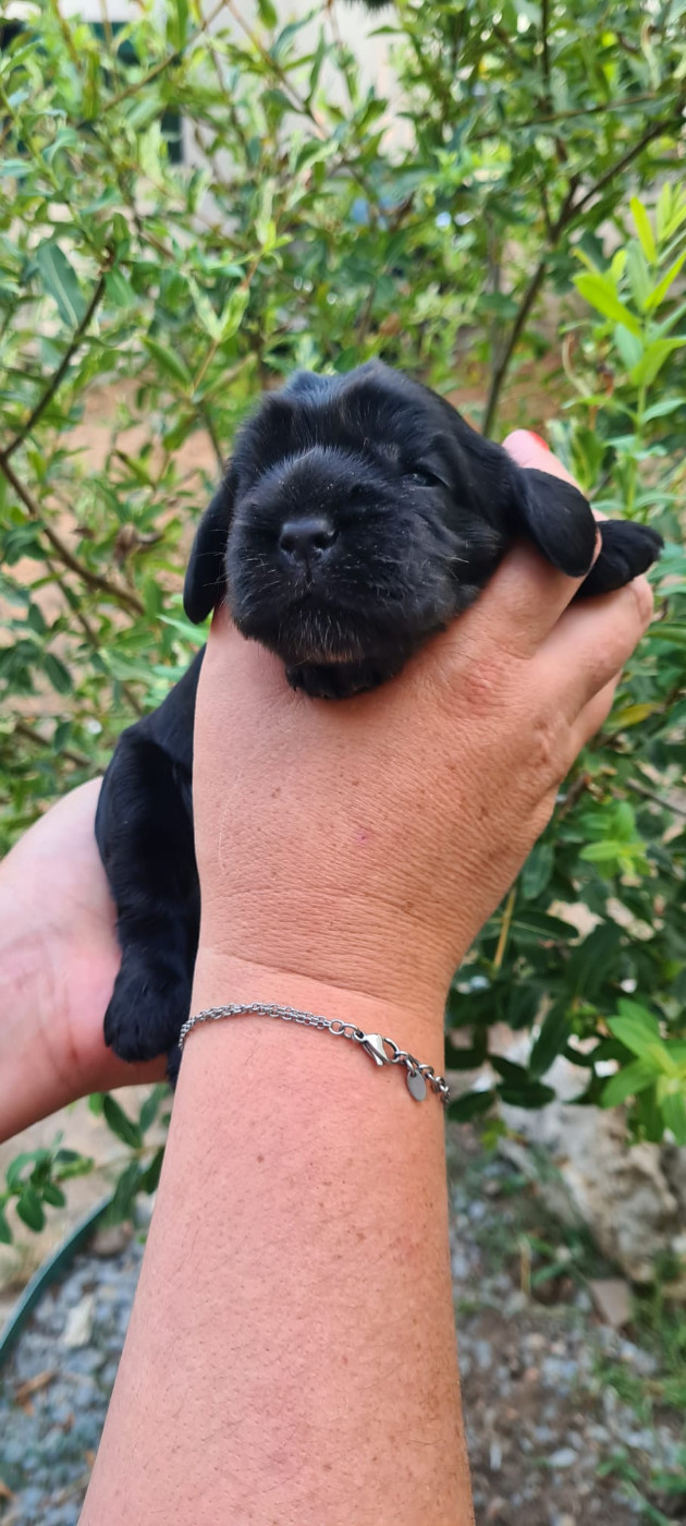 Du Val De Ligéris - Chiots disponibles - Cocker Spaniel Anglais