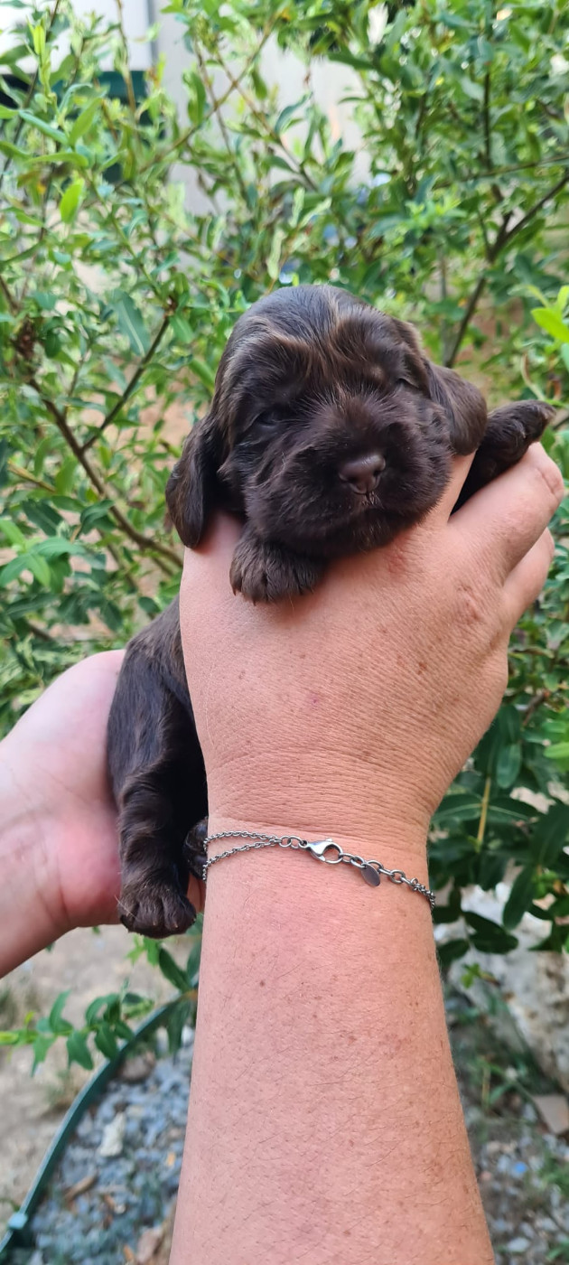 Du Val De Ligéris - Chiots disponibles - Cocker Spaniel Anglais