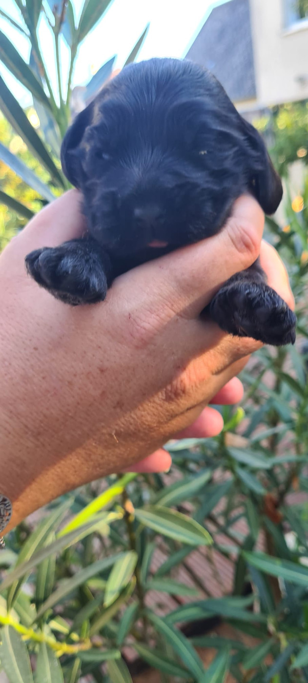 Du Val De Ligéris - Chiots disponibles - Cocker Spaniel Anglais
