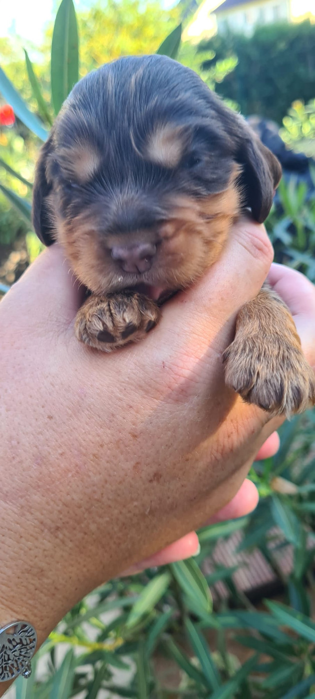 Du Val De Ligéris - Chiots disponibles - Cocker Spaniel Anglais
