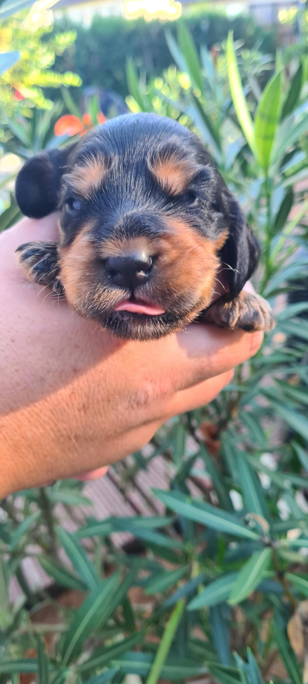 Du Val De Ligéris - Chiots disponibles - Cocker Spaniel Anglais