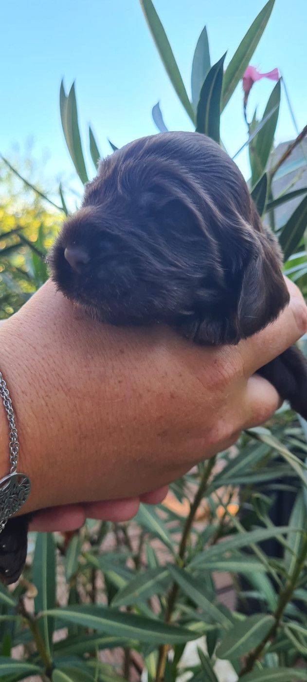 Du Val De Ligéris - Chiots disponibles - Cocker Spaniel Anglais