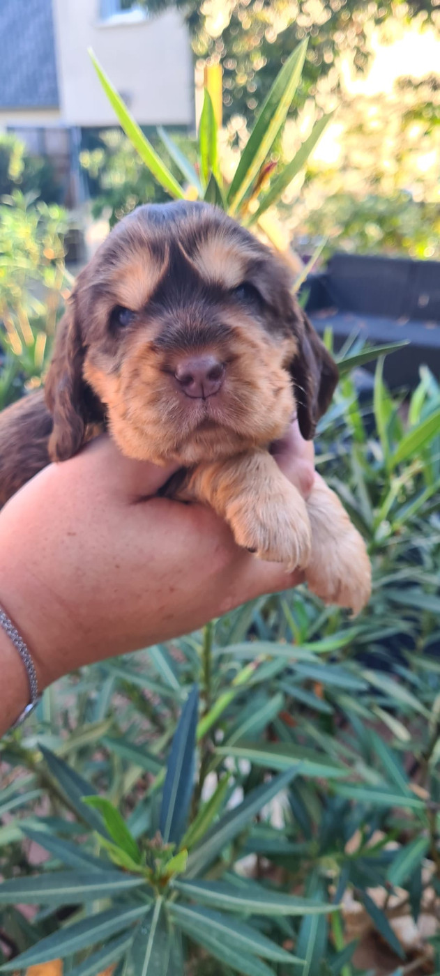 Du Val De Ligéris - Chiots disponibles - Cocker Spaniel Anglais