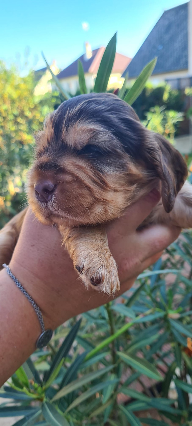 Du Val De Ligéris - Chiots disponibles - Cocker Spaniel Anglais