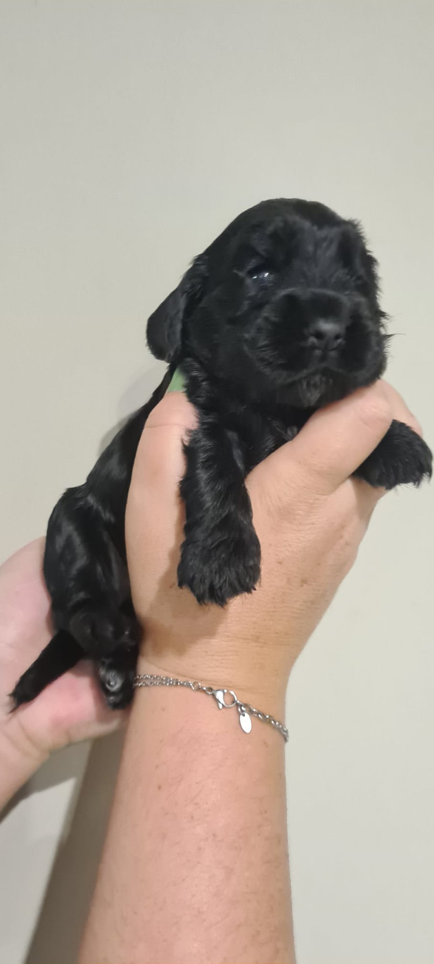 Du Val De Ligéris - Chiots disponibles - Cocker Spaniel Anglais