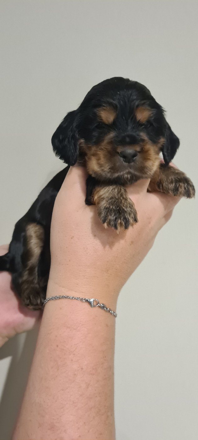 Du Val De Ligéris - Chiots disponibles - Cocker Spaniel Anglais