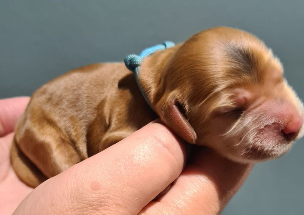 Du Val De Ligéris - Chiots disponibles - Cocker Spaniel Anglais