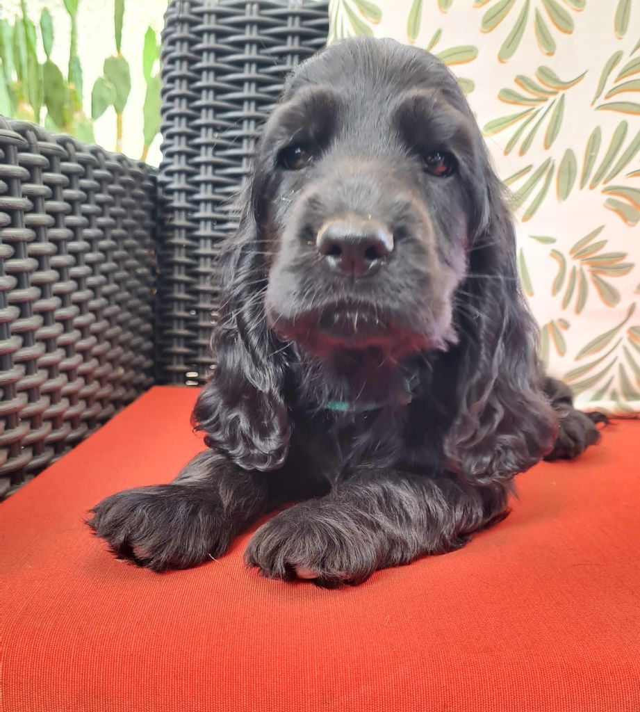 Du Val De Ligéris - Chiots disponibles - Cocker Spaniel Anglais