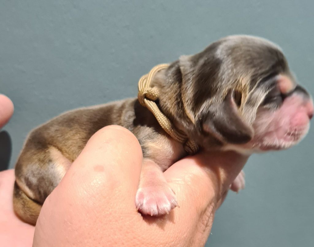 Du Val De Ligéris - Chiots disponibles - Cocker Spaniel Anglais