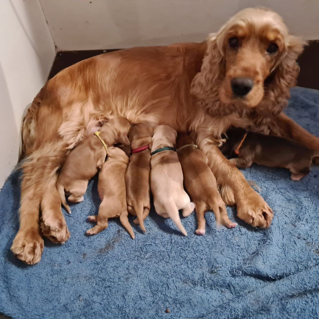 Chiot Cocker Spaniel Anglais Du Val De Ligéris