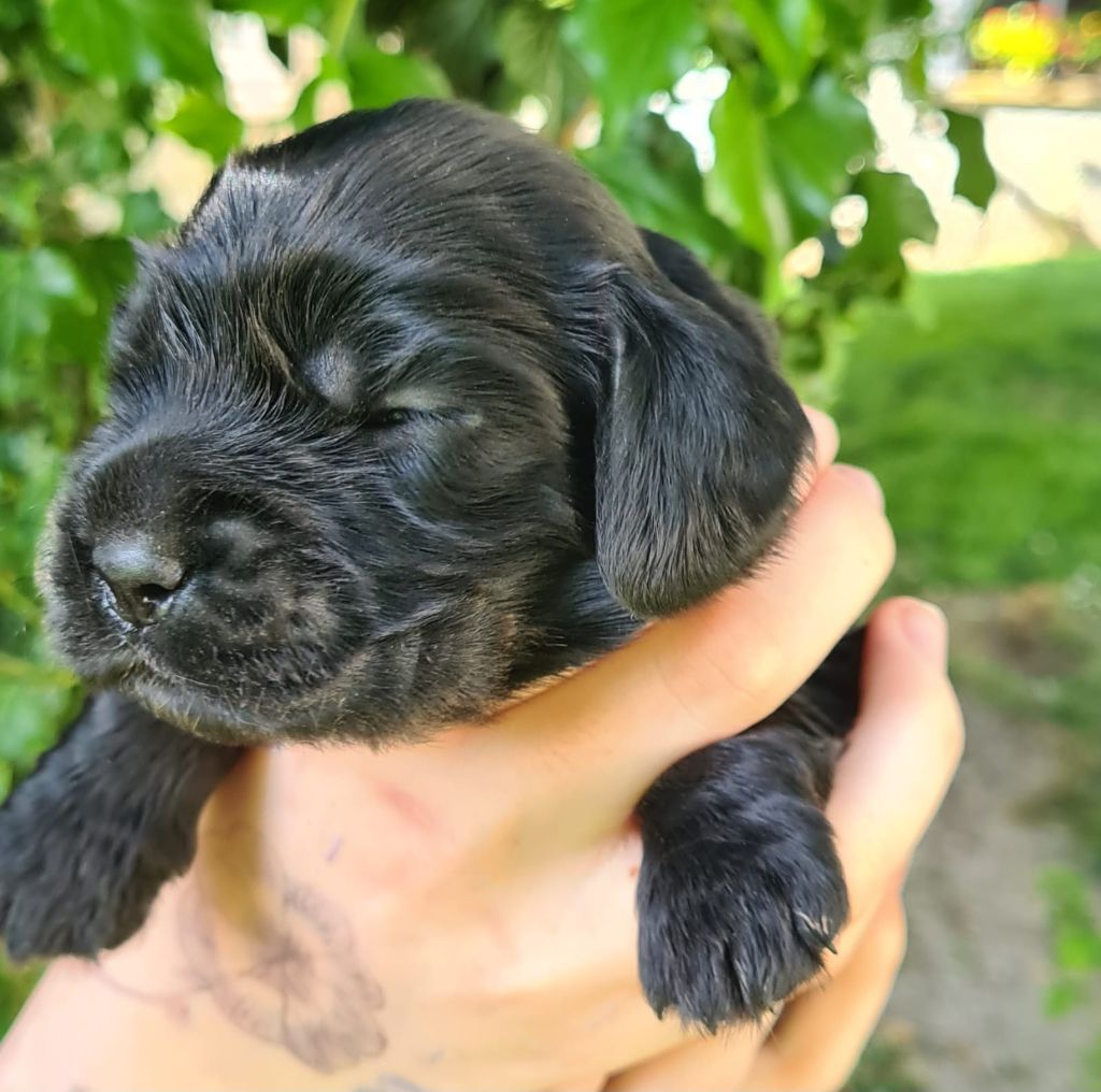 Du Val De Ligéris - Chiots disponibles - Cocker Spaniel Anglais