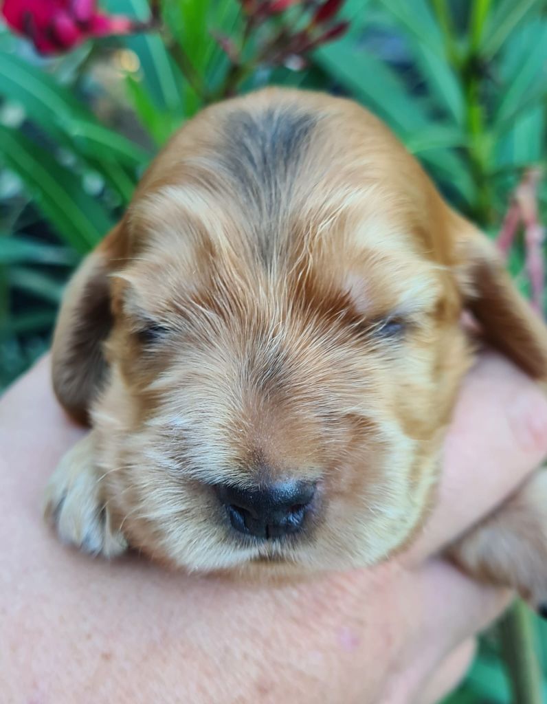 Du Val De Ligéris - Chiots disponibles - Cocker Spaniel Anglais