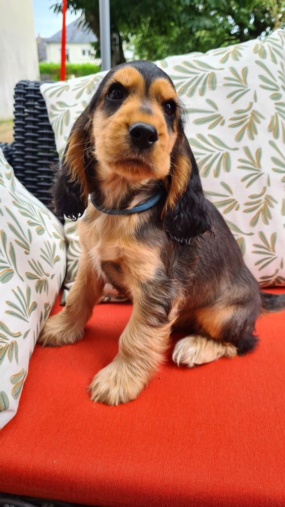 Du Val De Ligéris - Chiots disponibles - Cocker Spaniel Anglais