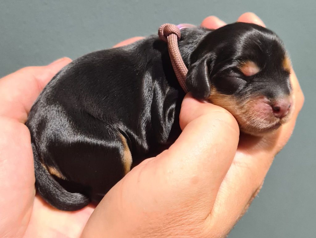 Du Val De Ligéris - Chiots disponibles - Cocker Spaniel Anglais