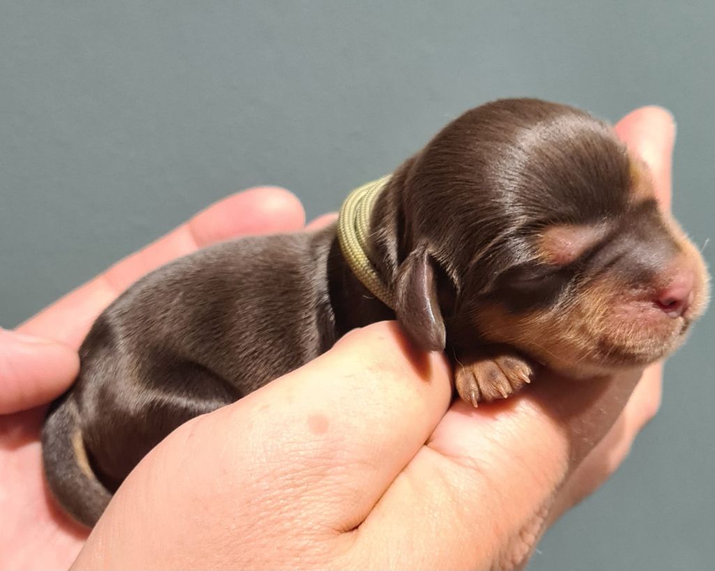 Du Val De Ligéris - Chiots disponibles - Cocker Spaniel Anglais