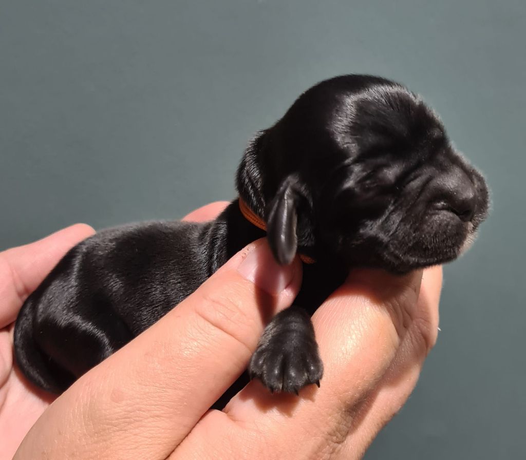 Du Val De Ligéris - Chiots disponibles - Cocker Spaniel Anglais