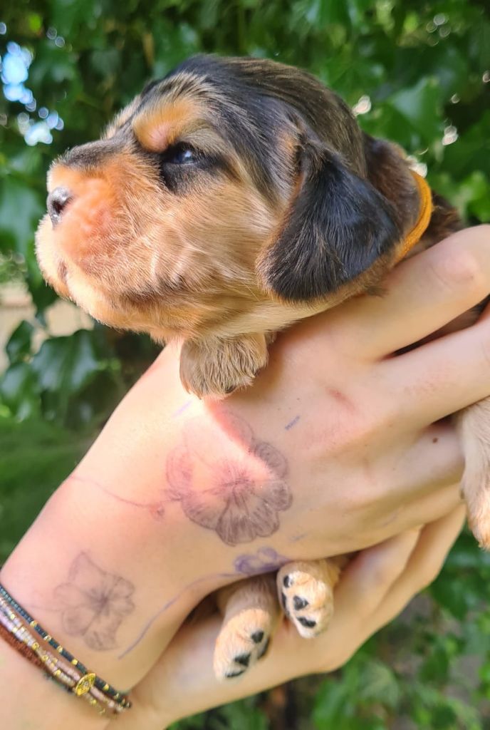 Du Val De Ligéris - Chiots disponibles - Cocker Spaniel Anglais