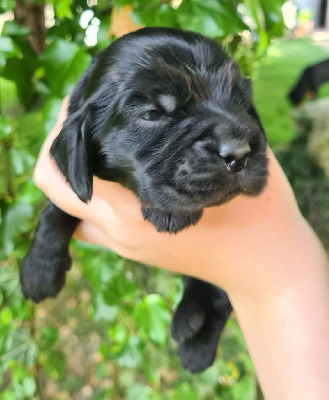 CHIOT