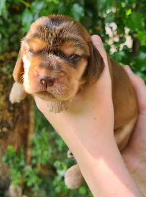 CHIOT
