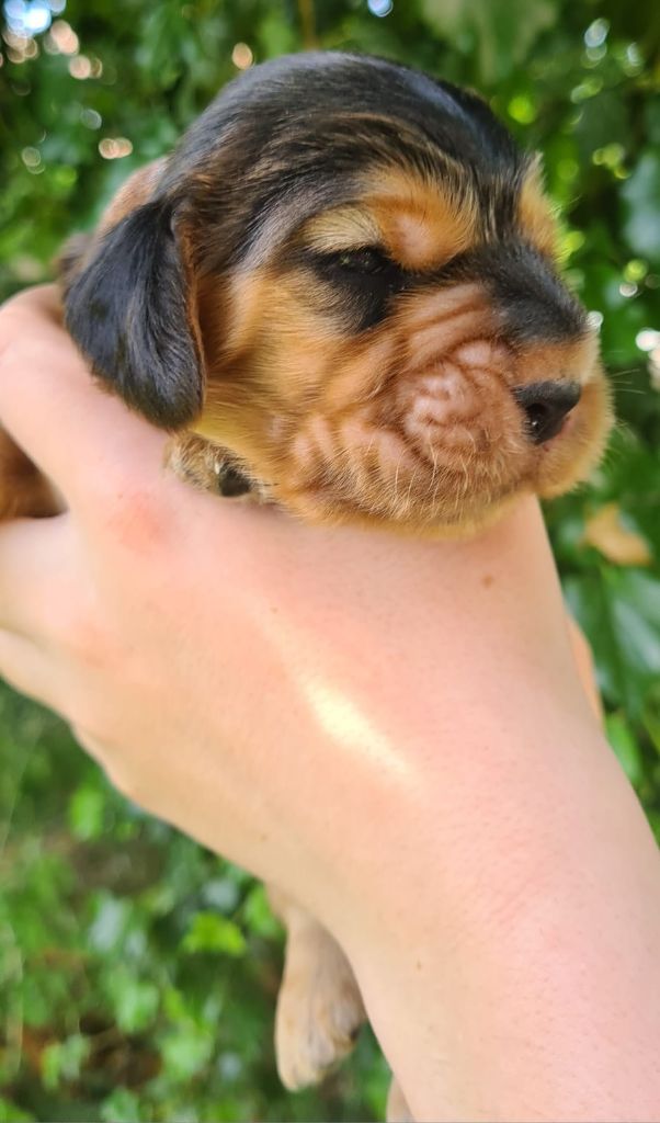 Du Val De Ligéris - Chiots disponibles - Cocker Spaniel Anglais