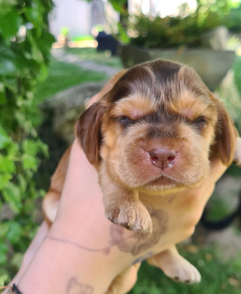 Du Val De Ligéris - Chiots disponibles - Cocker Spaniel Anglais