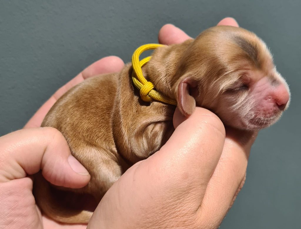Du Val De Ligéris - Chiots disponibles - Cocker Spaniel Anglais