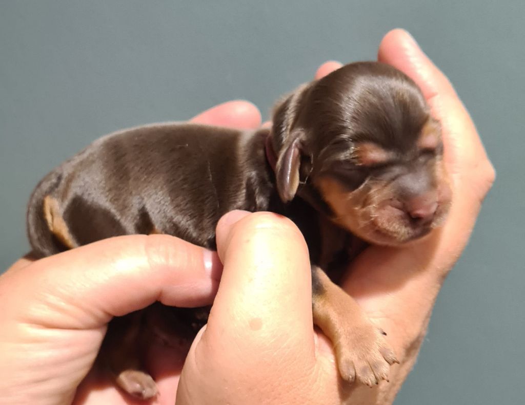 Du Val De Ligéris - Chiots disponibles - Cocker Spaniel Anglais