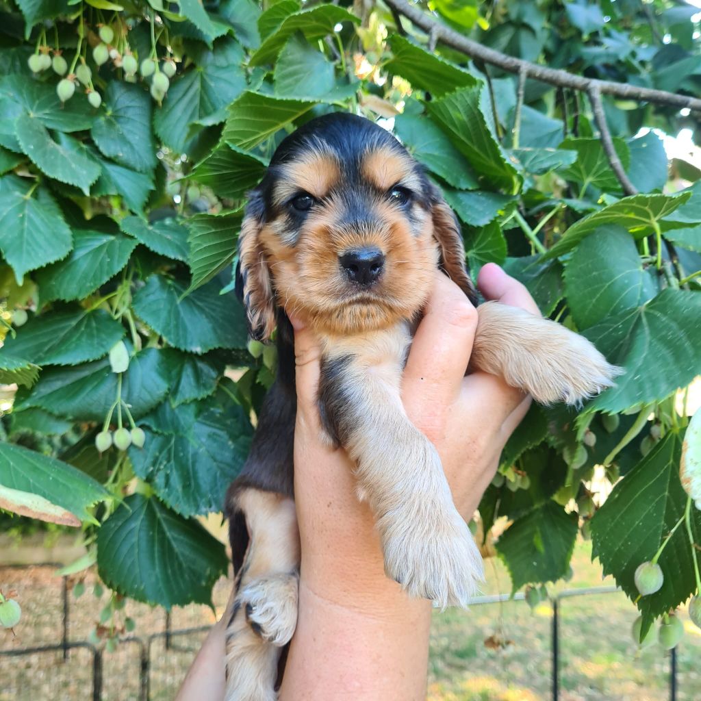 Du Val De Ligéris - Chiots disponibles - Cocker Spaniel Anglais