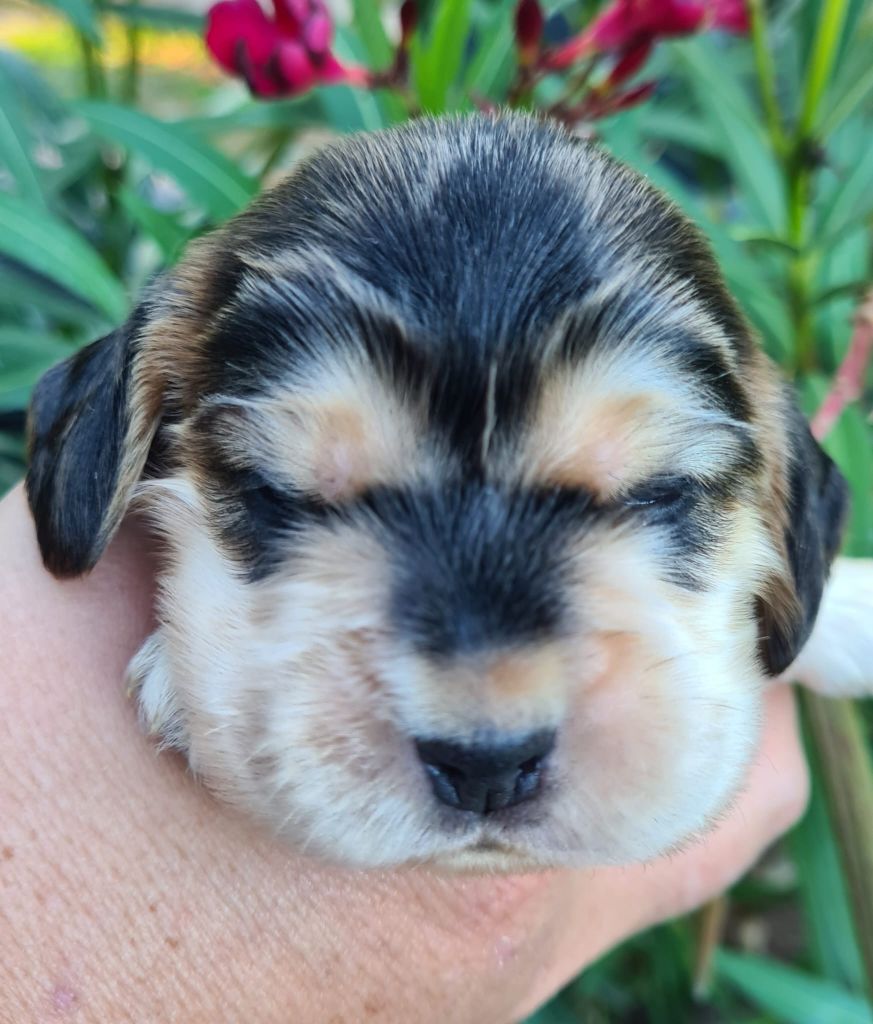 Du Val De Ligéris - Cocker Spaniel Anglais - Portée née le 03/09/2025